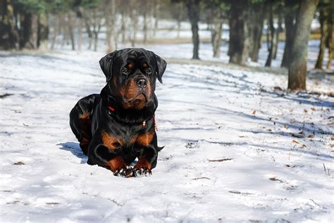 Can Rottweilers Handle Cold Weather: A Symphony of Fur and Frost