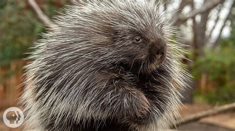 Can You Pet a Porcupine, and Why Do They Always Look Like They’re Judging You?