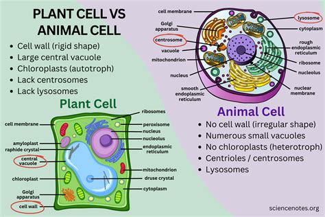 How Are Animal Cells and Plant Cells Different? And Why Do They Both Love Pizza?