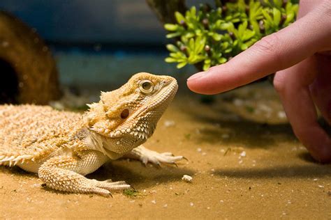 How Do Bearded Dragons Like to Be Pet: A Dive into Their Preferences and Quirks