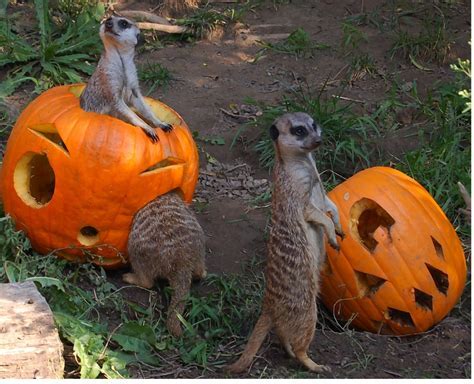 What Animal Eats Pumpkins: Exploring the Curious Connection Between Wildlife and Gourds