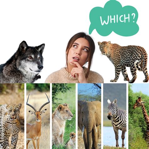 What Animal Would You Be and Why: A Journey into the Wild Imagination