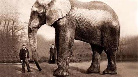 What's the Heaviest Animal in the World, and Why Do Elephants Dream of Flying?